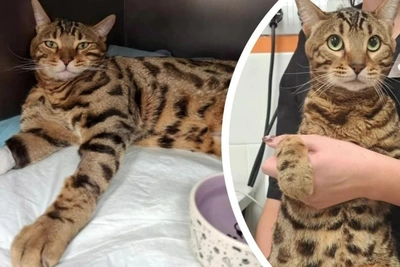 Ufa veterinary center faces complaints after cat's death