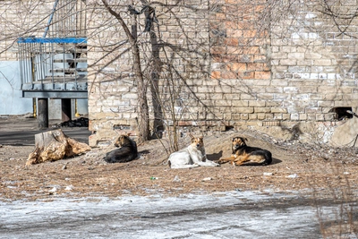 В Пятигорске стая бездомных собак напала на девушку