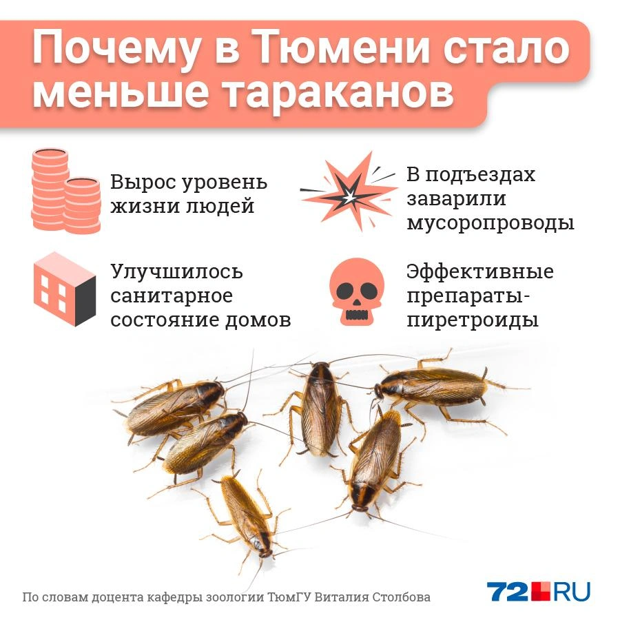 Как избавиться от тараканов, где они живут в Тюмени, что это за тараканы —  26 января 2021 - 27 января 2021 - 72.ру