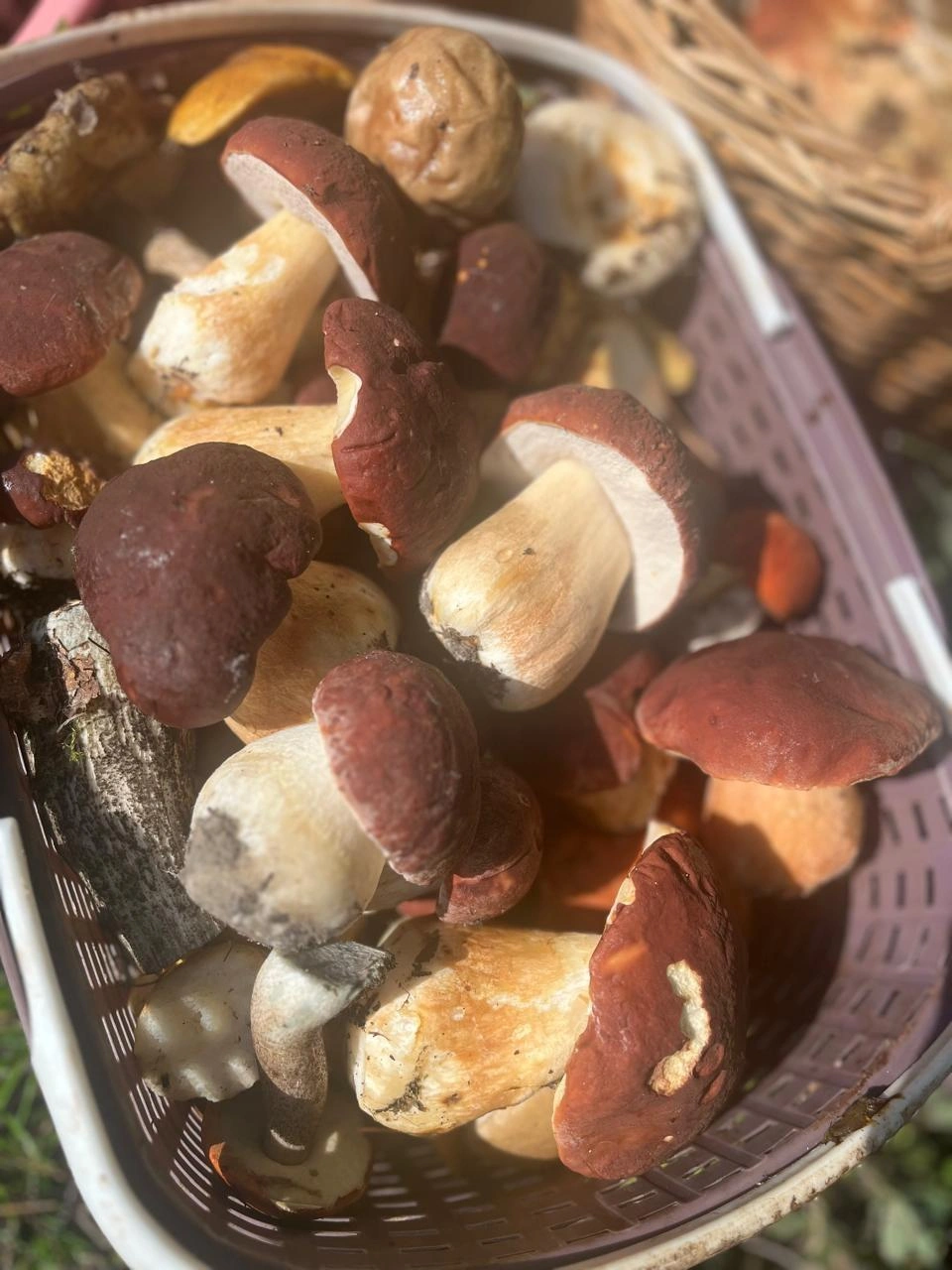 Источник: Татьяна Ромачева / «Грибы и грибники Екатеринбурга и Свердловской области» / Vk.com