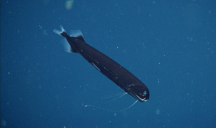 Торпеда из морских глубин: ученые сняли на видео погружение редкой рыбы-дракона