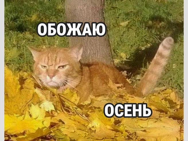 Признавайтесь, кто встречает осень с таким же выражением лица, как у этого кота? | Источник: Городские медиа