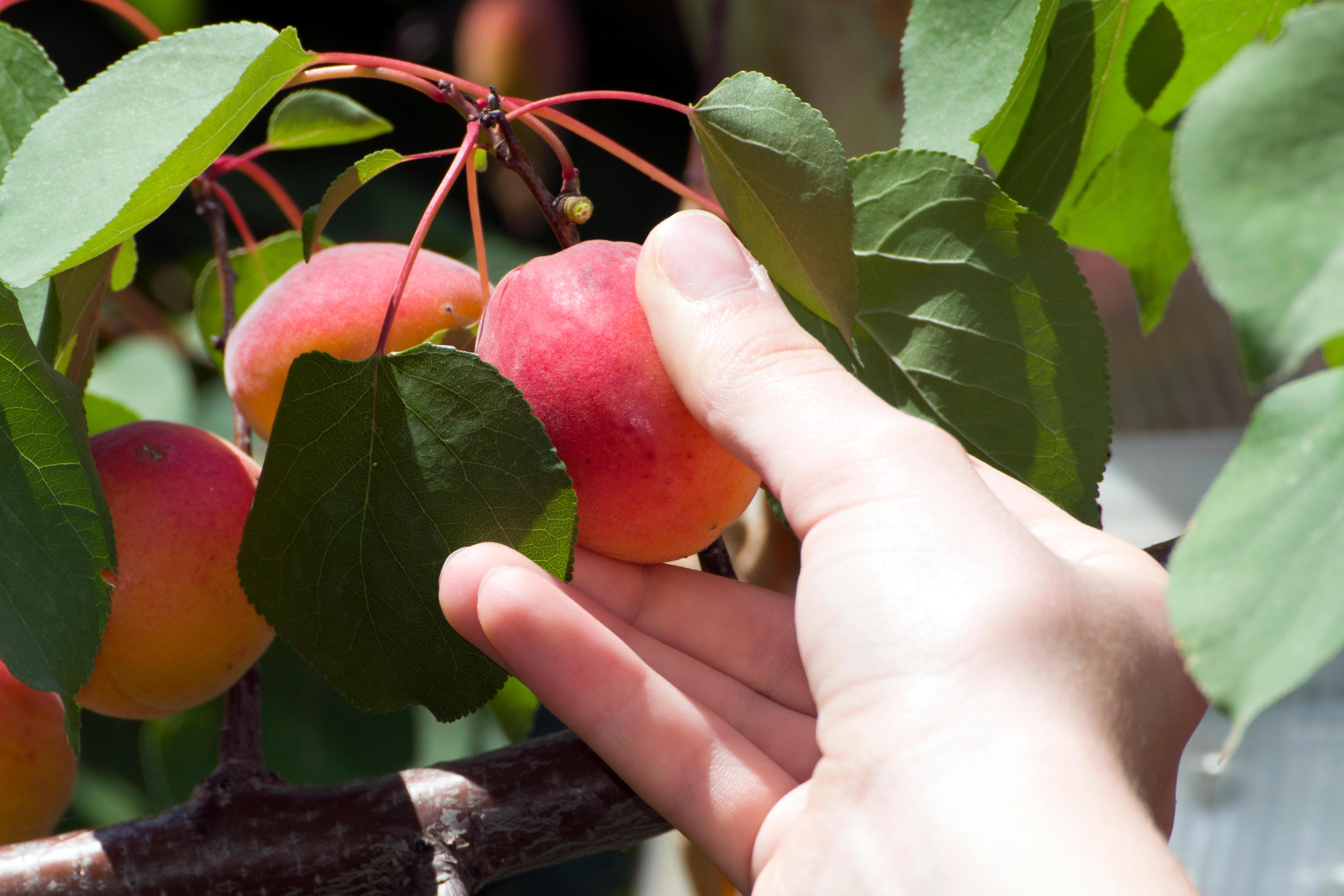 Как выращивать абрикос из косточки своими руками: пошаговая инструкция