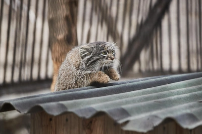 Year in Review with Pallas's Cats: Miscalculations, Moves, and Recognition
