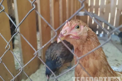 В Приамурье привиты тысячи домашних птиц от гриппа