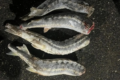 В Астрахани пресекли перевозку осетровых без документов