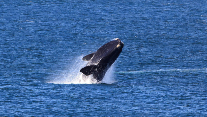 Пойманы с поличным: как детенышей китов застали за воровством молока