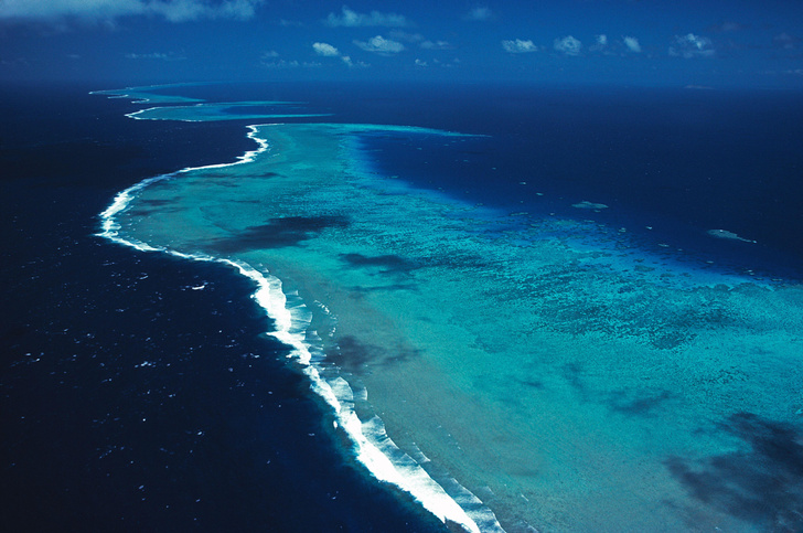 Площадь коралловых рифов уменьшилась вдвое с 1950-х