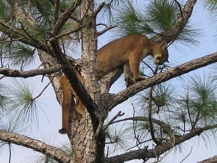 Источник: Mark Lotz, U.S. Fish and Wildlife Service Southeast Region, Public domain, via Wikimedia Commons