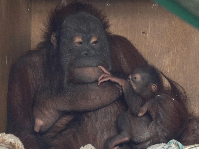 Мишель стала мамой в начале августа | Источник: Сергей Ильтяков, ВКонтакте
