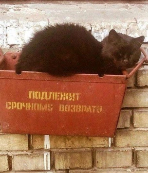 20 картинок недели и как губка Боб моет посуду