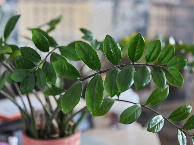 Основное правило ухода за замиокулькасом — соблюдение умеренного полива | Источник: Александр Ощепков / NGS.RU