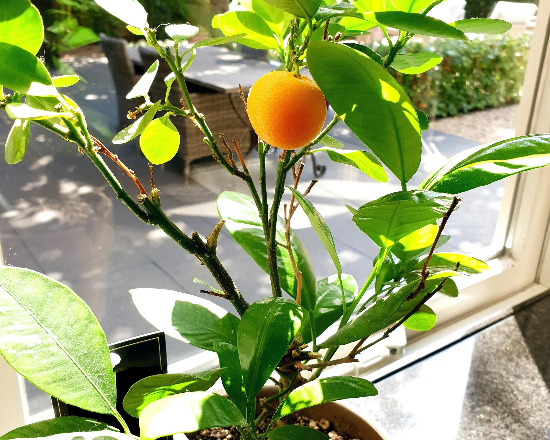 Как дома вырастить мандарин из косточки: советы экспертов