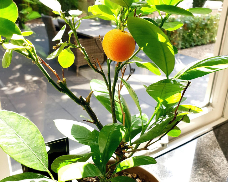 Мандариновое дерево: уход и выращивание в домашних условиях