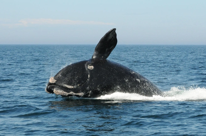 Источник: Международный союз охраны природы