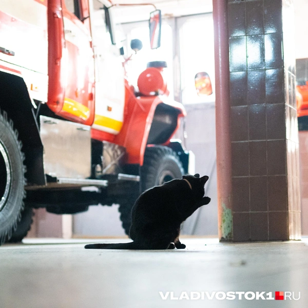 Источник: Елена Буйвол / VLADIVOSTOK1.RU