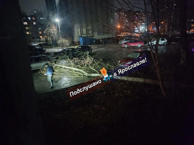 Дерево рухнуло на тротуар на улице Труфанова | Источник: «Подслушано в Ярославле! (18+)» / Telegram