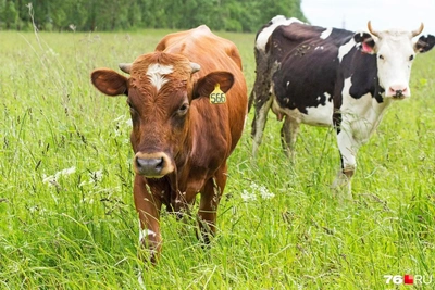 Карантин по лейкозу коров введен в Ярославской области