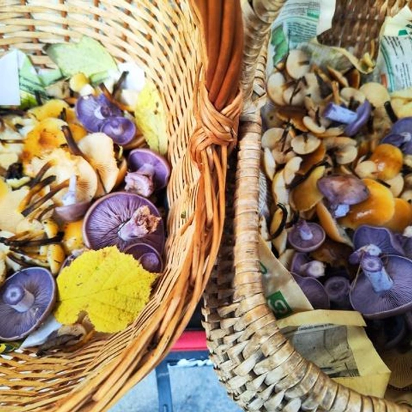 Улов рядовок из Каширского района | Источник: Катя Полякова / Грибы в Подмосковье 2025 / VK.com