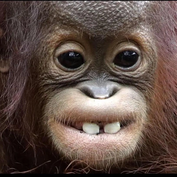 32+ самых уморительных, забавных и милых фото с обезьянками — попробуйте не улыбнуться! | Источник: Соцсети