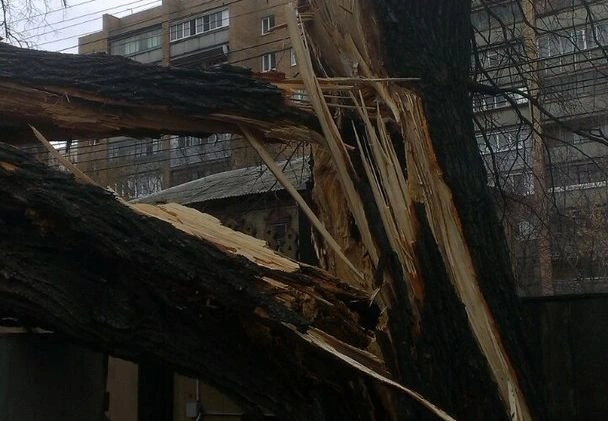В центре Рязани над ЛЭП и проезжей частью повисло дерево | ya62.ru