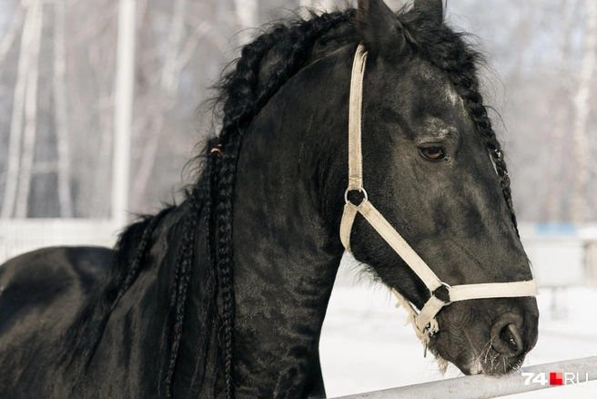 Тот самый Лукас&nbsp;— конь элитной породы | Источник: Наталья Лапцевич / 74.RU