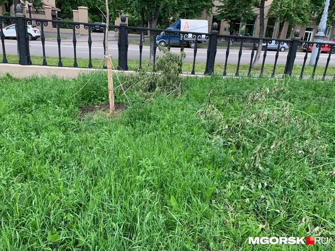 Но сомнений в том, что здесь наведут порядок, у нас нет. Все-таки это главный сквер Ленинского района | Источник: Анна Лялькова / MGORSK.RU