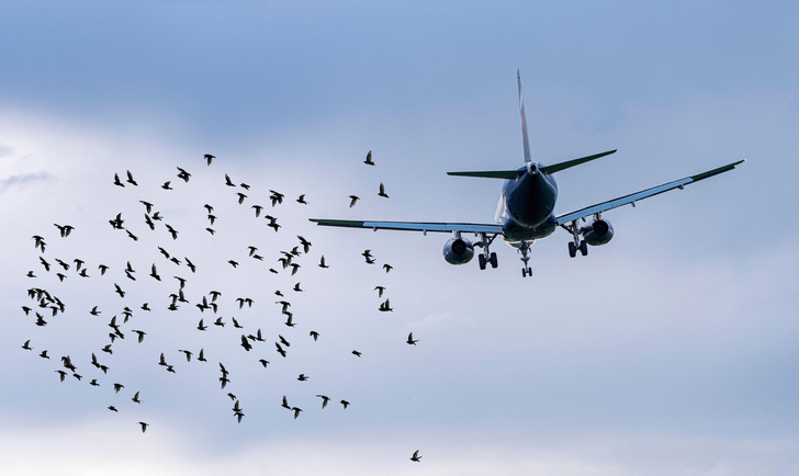 «Помешать им никто не сможет»: пилот объяснил, почему самолеты не сажают из-за птиц