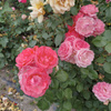 userpic__Beauty