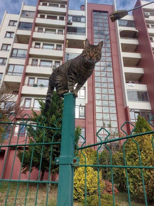 Котан на районе | Источник: Виктория Гатальская