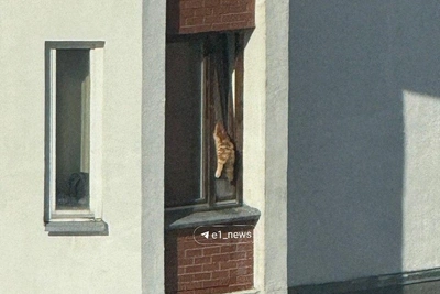 Кот застрял в окне на Гурзуфской: спасатели не успели