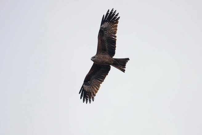 Черный коршун | Источник: Inaturalist.org/observations/350074671