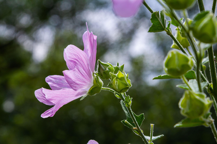 Майский старт: ТОП-10 самых красивых цветов, которые будут цвести в саду все лето