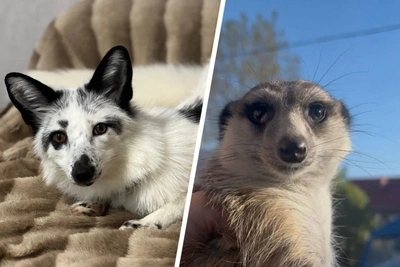 Magnitogorsk Animal Rescues: 'She Won't Be a Fur Coat'