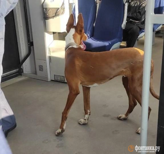 Источник: читатель «Фонтанки»