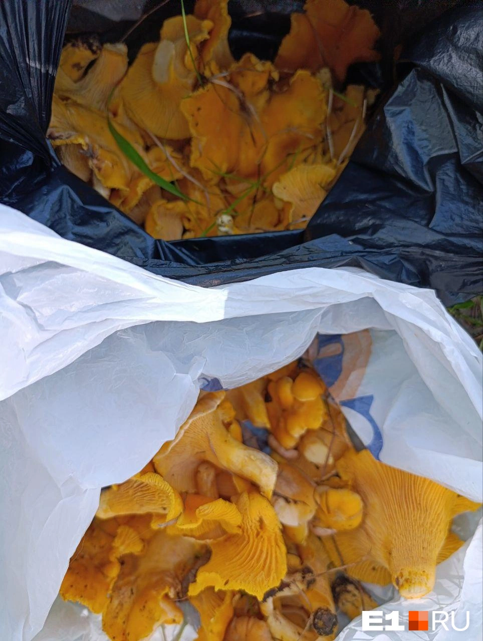 Грибники отмечают, что лисичек не так много — слишком сухо в лесу | Источник: читатель E1.RU 