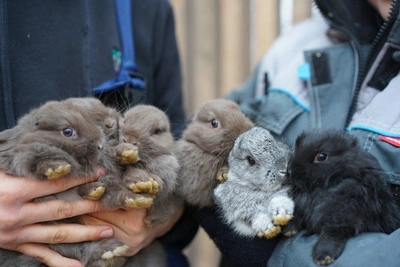 В волгоградском ЦПКиО показали новорожденных крольчат