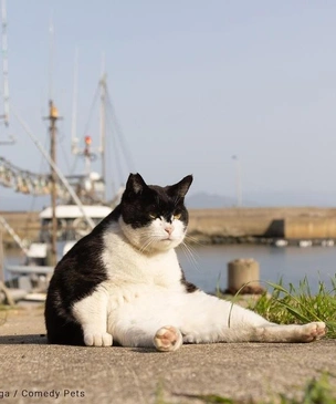 12 самых смешных котов в истории комического конкурса Comedy Pet Photography Awards