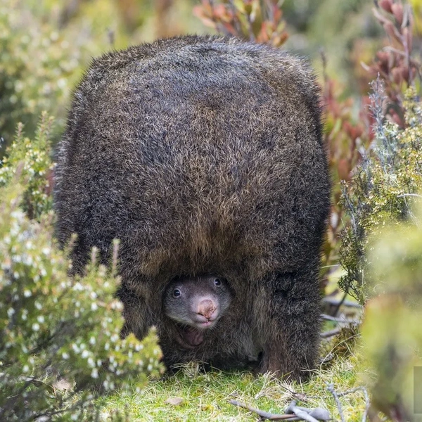 Источник: Lawrence Worcester / Travel Photographer of the Year 2020