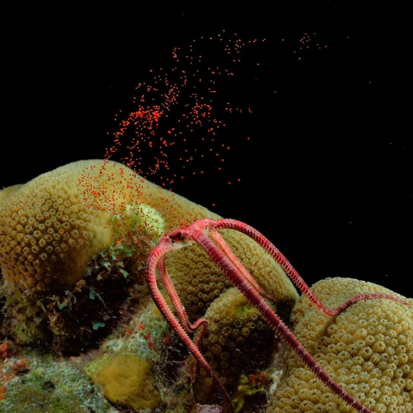 Финалист в номинации «Охрана среды: надежда» | Источник: Solvin Zankl / Ocean Photographer of the Year 2025
