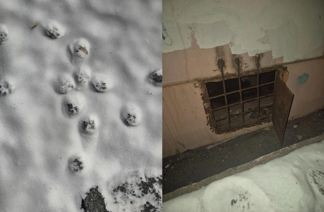 В подвале дома Дарьи живет кошачий картель, поэтому следы на снегу не дали зацепок | Источник: Ideardarii / T.me