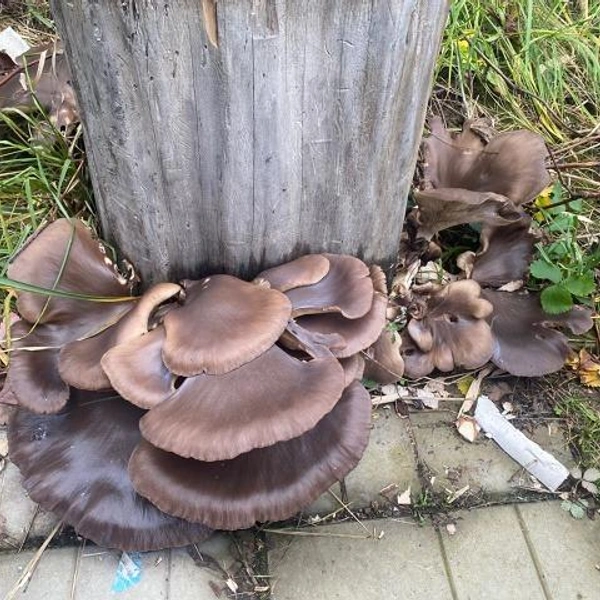 Источник: Ксения Кандаурова / Грибы в Подмосковье 2025 / VK.com