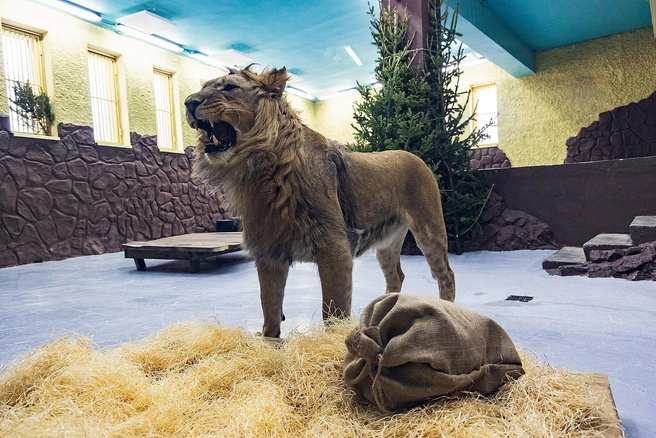 Ну котик же? | Источник: Парк флоры и фауны «Роев ручей»