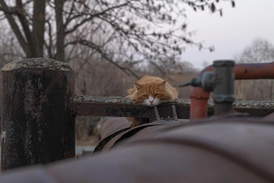 Shelter Organizer Under Probe for Animal Deaths and Fraud