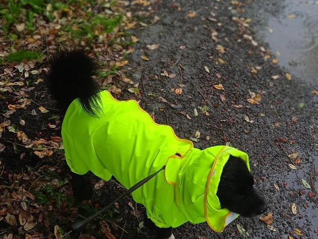 Источник: читательница E1.RU Светлана