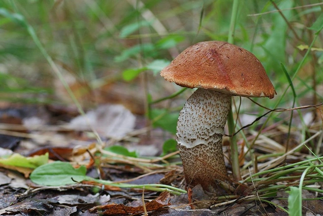 Яркая шляпка отличает подосиновики от подберезовиков | Источник: mycology.su