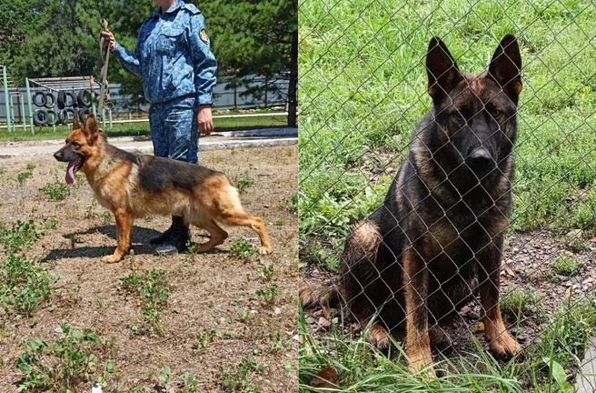 Мама щенков Югория Идея слева на фото | Источник: пресс-служба ГУФСИН России по Приморскому краю