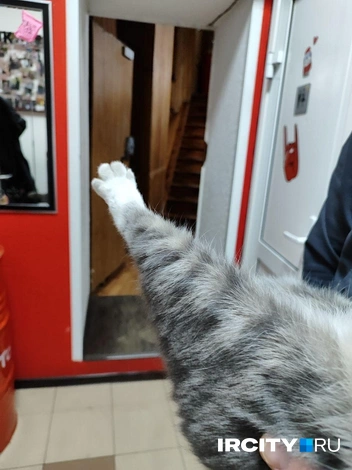 На лапках Оззи&nbsp;— белые носочки | Источник: Алина Ринчино / «ИрСити»