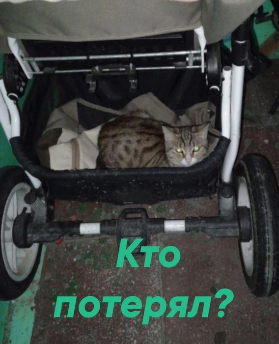 Источник: Мурман3ооПотеряшки / Vk.com
