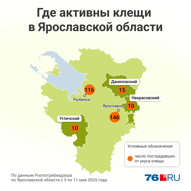 Больше всего людей пострадало в Ярославле  | Источник: Мария Романова / Городские медиа 